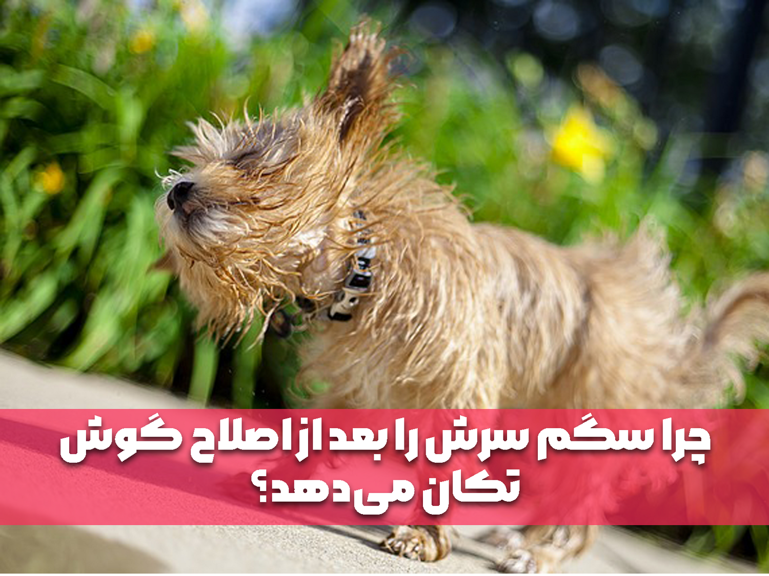 چرا سگم سرش را بعد از اصلاح گوش تکان می‌دهد؟